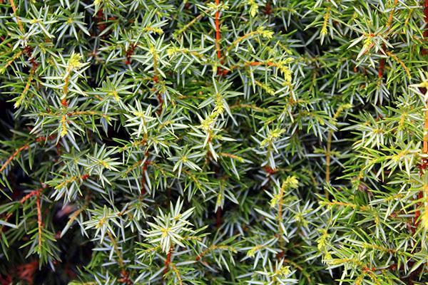 Juniper diseases and their treatment - what to do, treatment, video