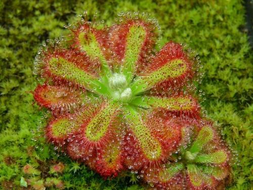 sundew