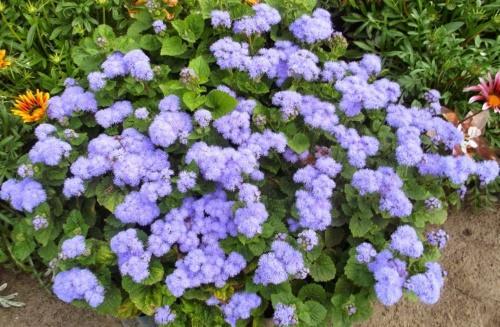 jak zasadit ageratum