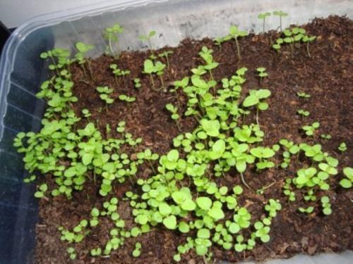 sazenice ageratum