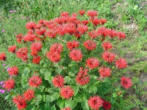 zahradní bergamot monarda