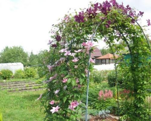 hvordan lage en bue for clematis