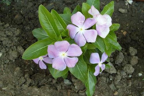 catharanthus na záhonu