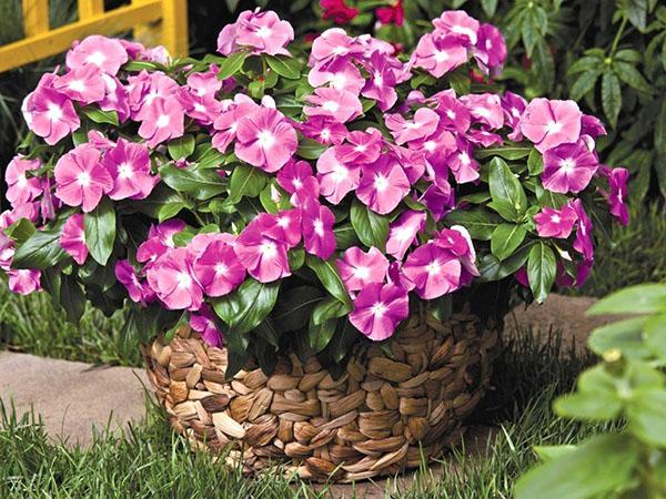 catharanthus กระถางในสวน