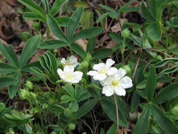 White bloodroot