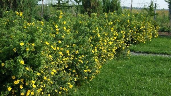 busk cinquefoil