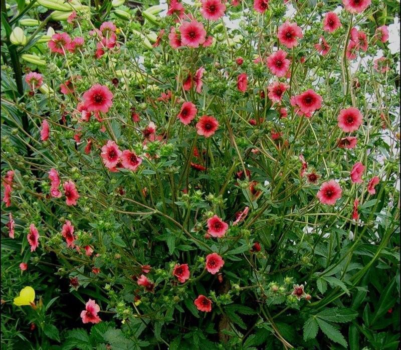 Nepalska Potentilla