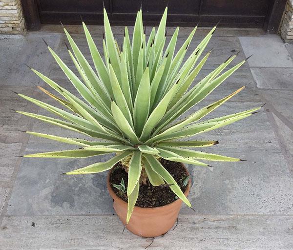 agave hjemme