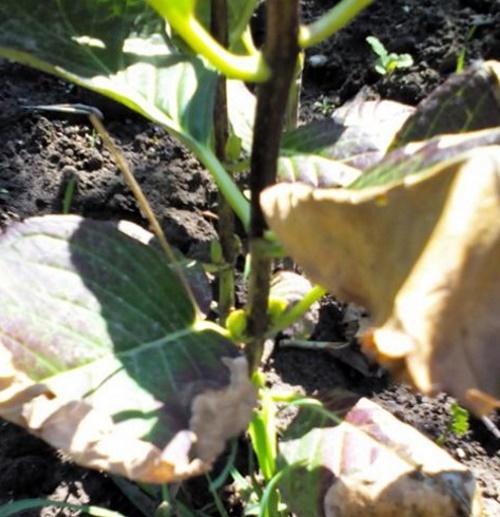 hortensia etter planting