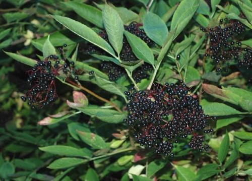 คุณสมบัติที่เป็นประโยชน์ของ Elderberry