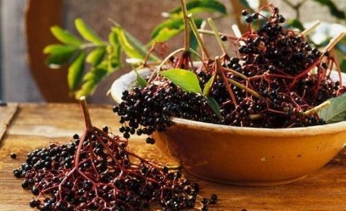 Elderberry