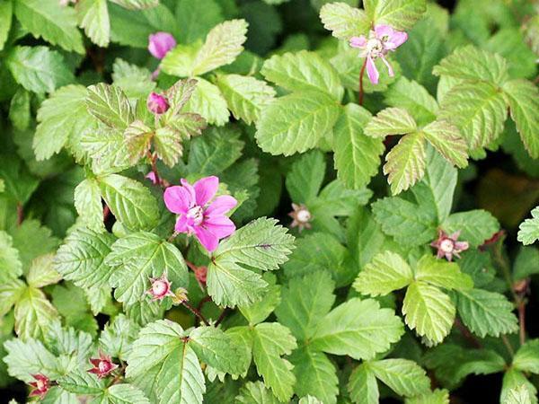 prinsesse blomstrer