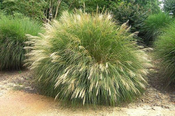 planting og stell av miscanthus i det åpne feltet