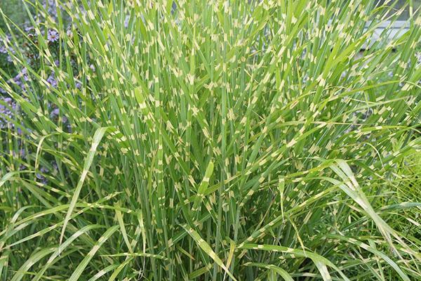 miscanthus ในประเทศ