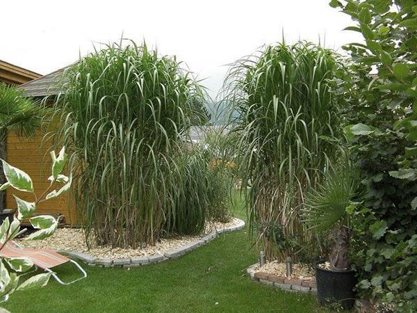 miscanthus ยักษ์