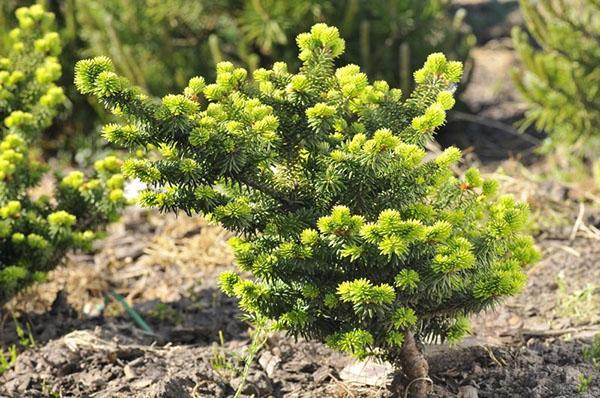 sadzenie i pielęgnacja jodły balsamicznej