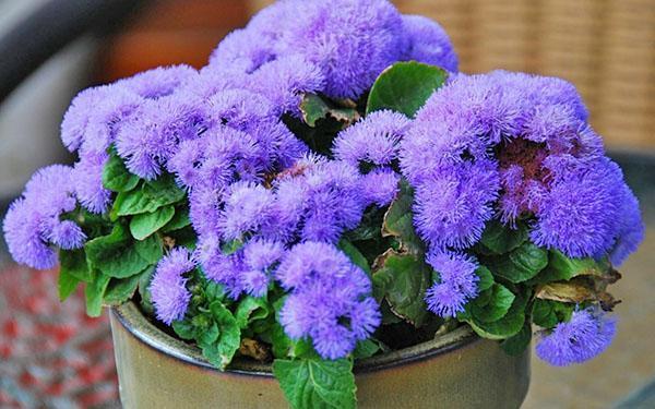 sadzenie i pielęgnacja ageratum