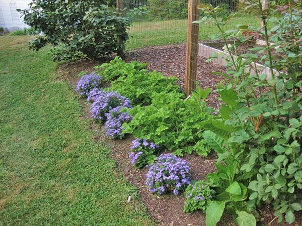 ageratum บนเตียงดอกไม้