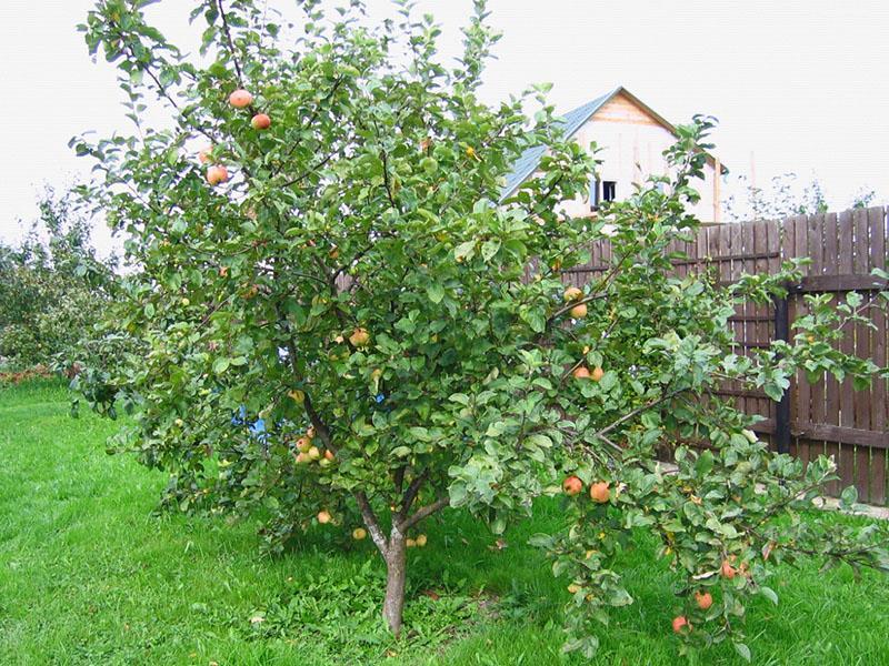 odmiana jabłek Shtrifel na stronie