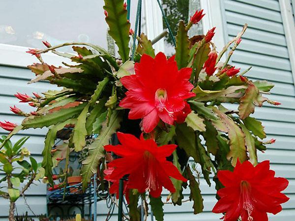 Epiphyllum Ackermann