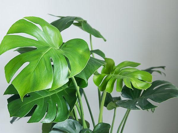 monstera labužník