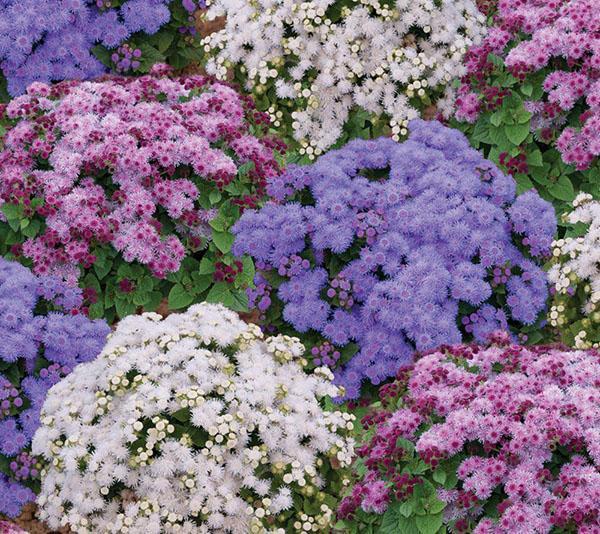 ageratum różnych typów