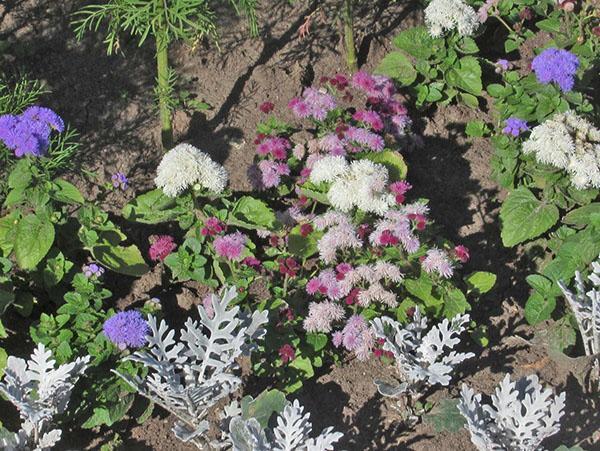 ประเภทและพันธุ์ของ ageratum