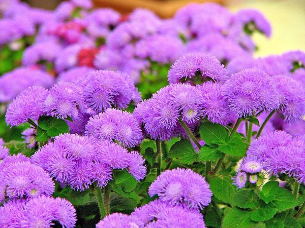 Ageratum Blue Ball