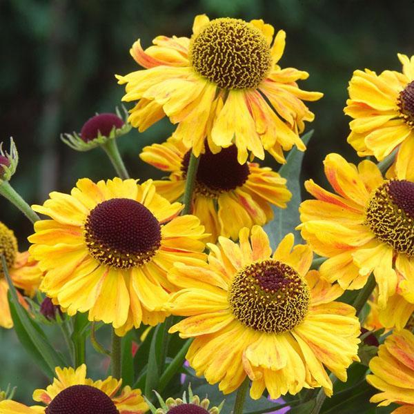 fantastisk helenium i hagen