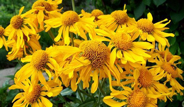 helenium chuppah