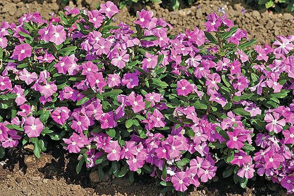 catharanthus ออกดอกเขียวชอุ่ม