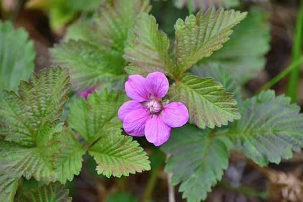 blomstrende prinsesse