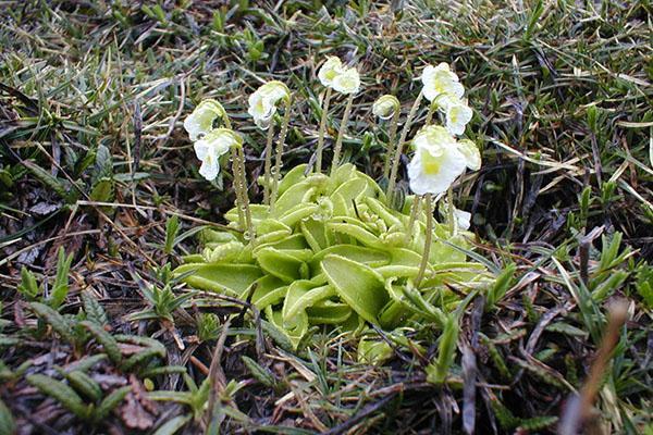 alpine zhiryanka