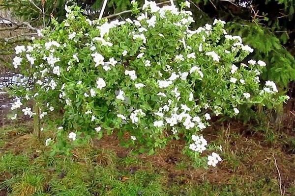 Sadzenie i pielęgnacja Bacopa