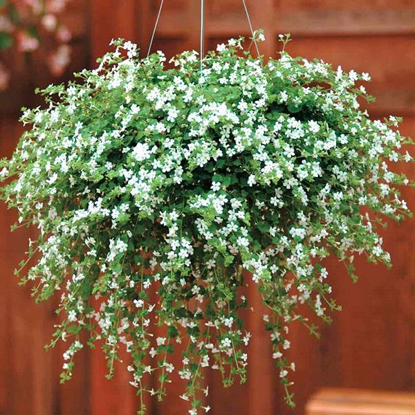 Bacopa Snowtopia