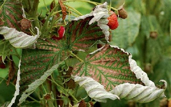 Raspberry diseases - rust, chlorosis, anthracnose, didimella, cancer, video