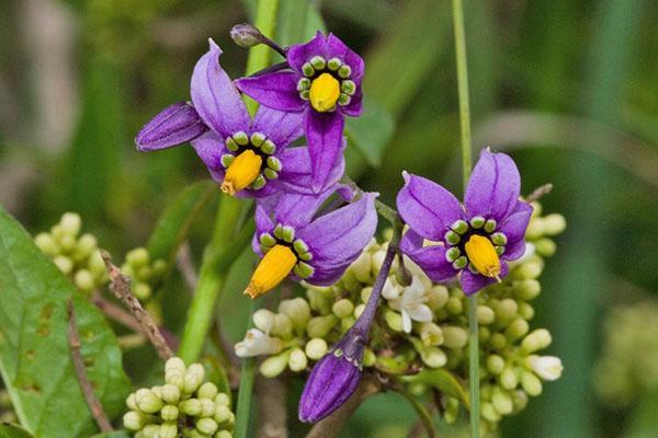 nattskygge blomstrer