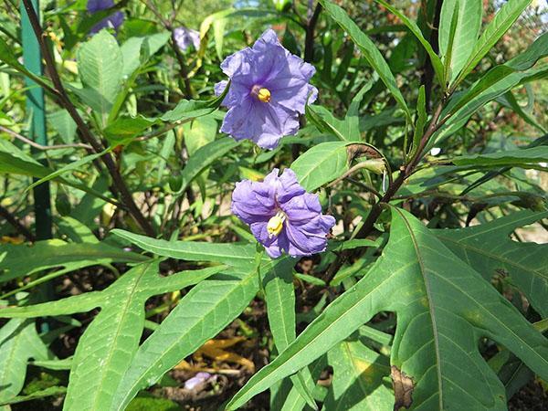 Nightshade Lobular