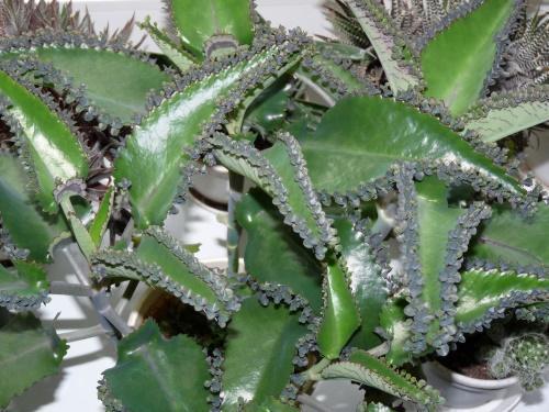 สิ่งที่สามารถรักษา Kalanchoe ได้