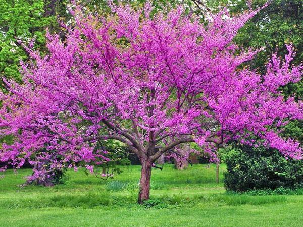 cercis tre