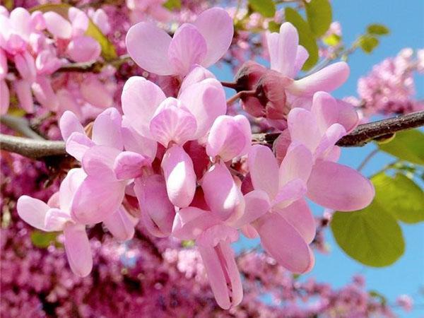 den skarlagenrøde blomsten