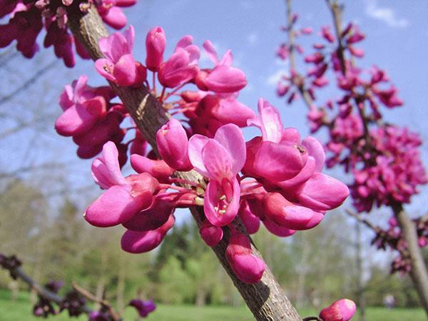 cercis evropský