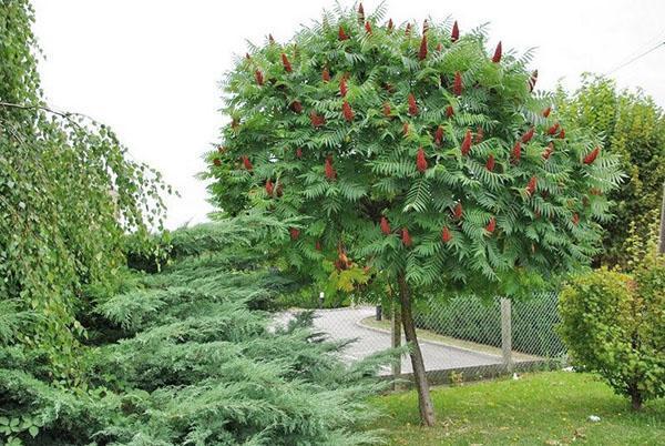 การปลูกและดูแลต้นไม้ sumac