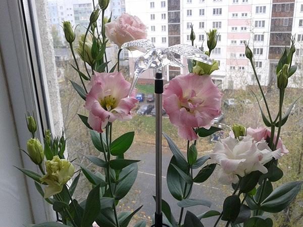 eustoma บน windowsill