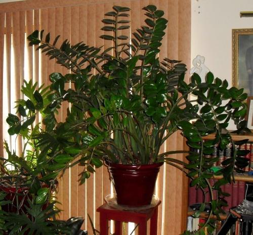 ที่ไหนดีกว่าที่จะใส่ zamioculcas