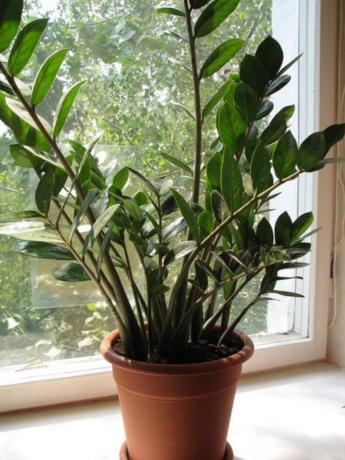 zamioculcas na oknie