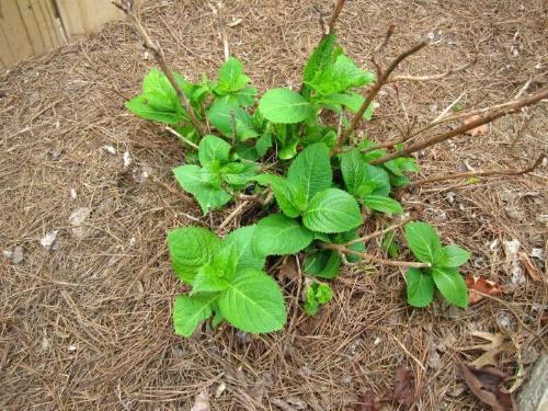 hortensia vokser dårlig grunn