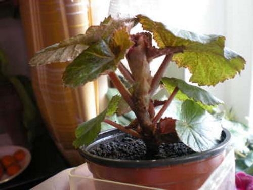 begonia etter beskjæring