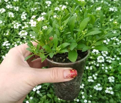 sazenice alyssum