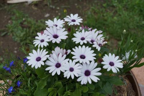 วิธีรักษา osteospermum ในฤดูหนาว